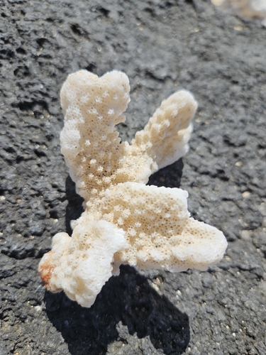 Pocillopora meandrina, 2026-10-13