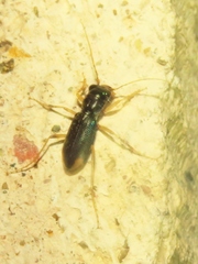 Tetracha angustata