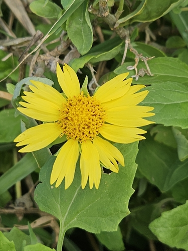 Verbesina encelioides observed 2026-10-13