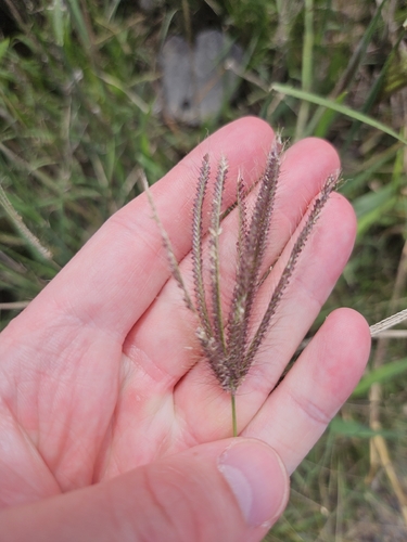 Chloris barbata observed 2026-10-13