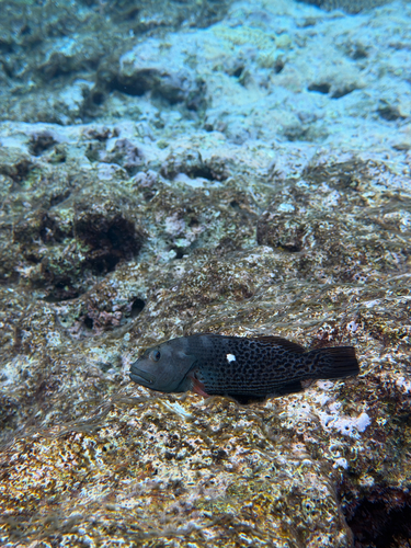 Paracirrhites hemistictus observed 2026-10-06