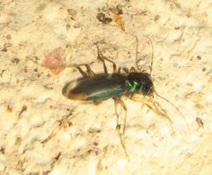 Tetracha angustata
