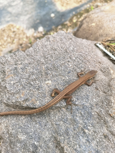 China Grass Lizard