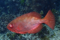 Heteropriacanthus