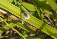 Systoechus candidulus