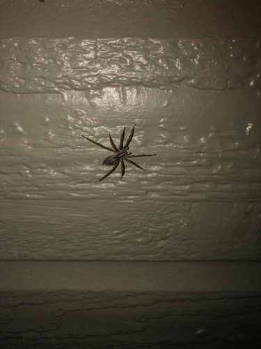 McCook's Split Wolf Spider