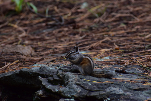 Gray-collared Chipmunk observed by mrpinkeyes