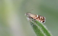 Glyphipteriginae