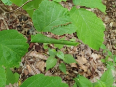 Dichomeris ligulella