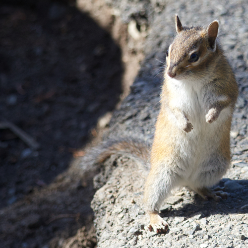 Townsend's Chipmunk observed by ben142