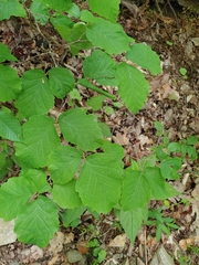 Dichomeris ligulella