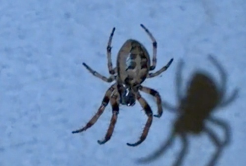 Furrow Orbweaver