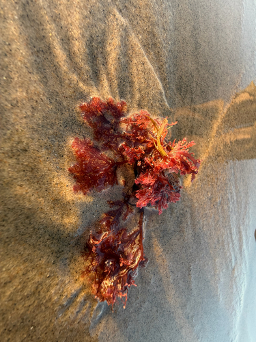 Plocamium cartilagineum observed 2026-10-13
