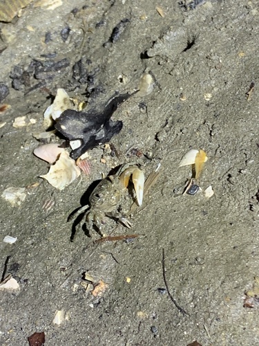 Leptuca crenulata observed 2026-10-13
