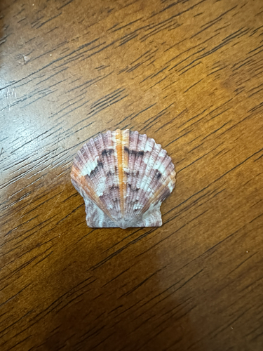 Argopecten gibbus observed 2026-10-13