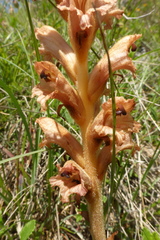 Orobanche teucrii