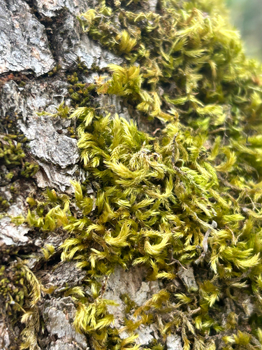 Homalothecium fulgescens observed 2026-10-13