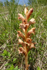 Orobanche teucrii