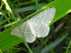 Scopula incanata