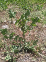 Lactuca serriola