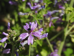 Heliotaurus ruficollis