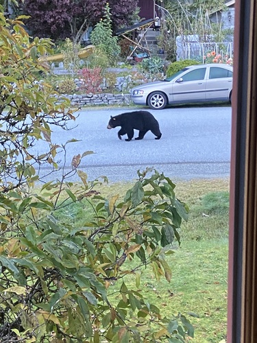 Black Bear sighting near Squamish