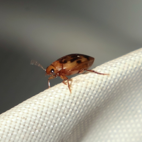 Neoporus dimidiatus