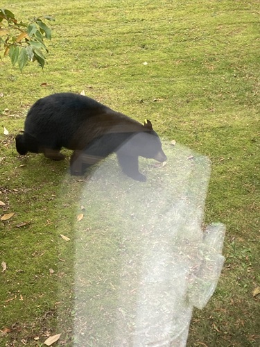 Black Bear sighting near Squamish