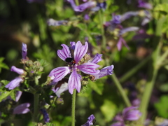 Heliotaurus ruficollis