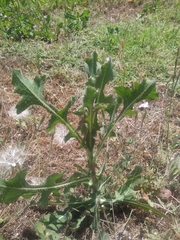 Lactuca serriola