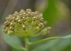 Asclepias lanuginosa