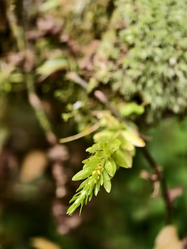 Phlegmariurus fordii observed 2026-10-14