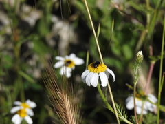 Heliotaurus ruficollis