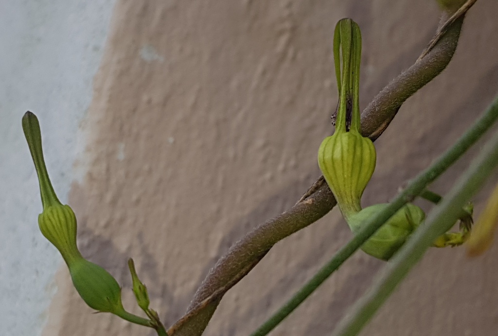 Ceropegia cycniflora, Umzinyathi, ZA-NL, ZA