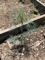 Anethum graveolens