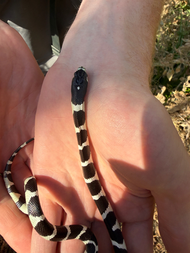 California King Snake observed by jdylanp