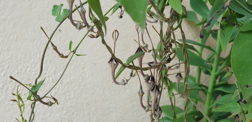 Ceropegia cycniflora
