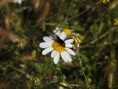 Heliotaurus ruficollis