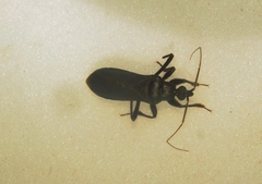 Melanolestes