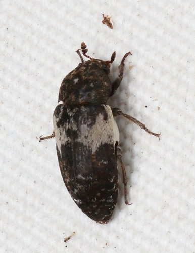 Common Carrion Beetle