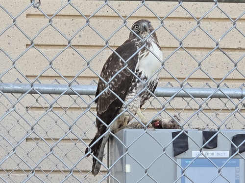 Red-tailed Hawk