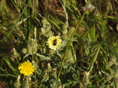 Heliotaurus ruficollis