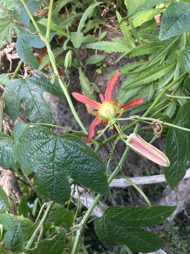 Passiflora cinnabarina observed 2026-10-14