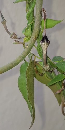 Ceropegia cycniflora