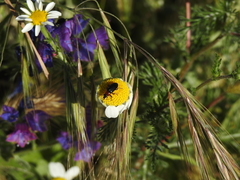 Heliotaurus ruficollis
