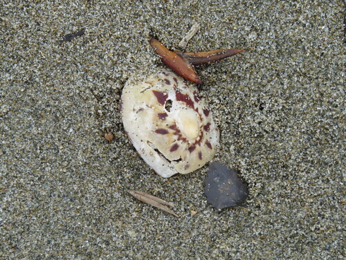 Cellana stellifera observed 2026-10-09