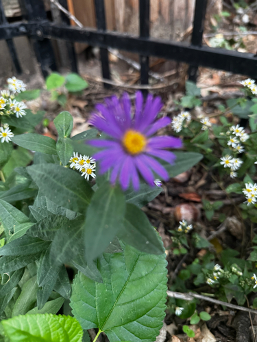 New England aster