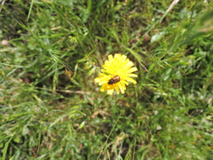 Chasmatopterus