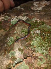 Carphophis amoenus helenae