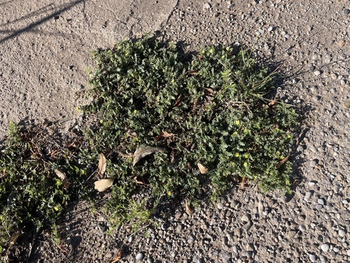 puncture vine